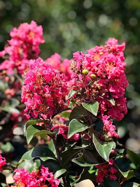 The Versatility of Crape Myrtle Coral Magic: From Hedges to Privacy Screens